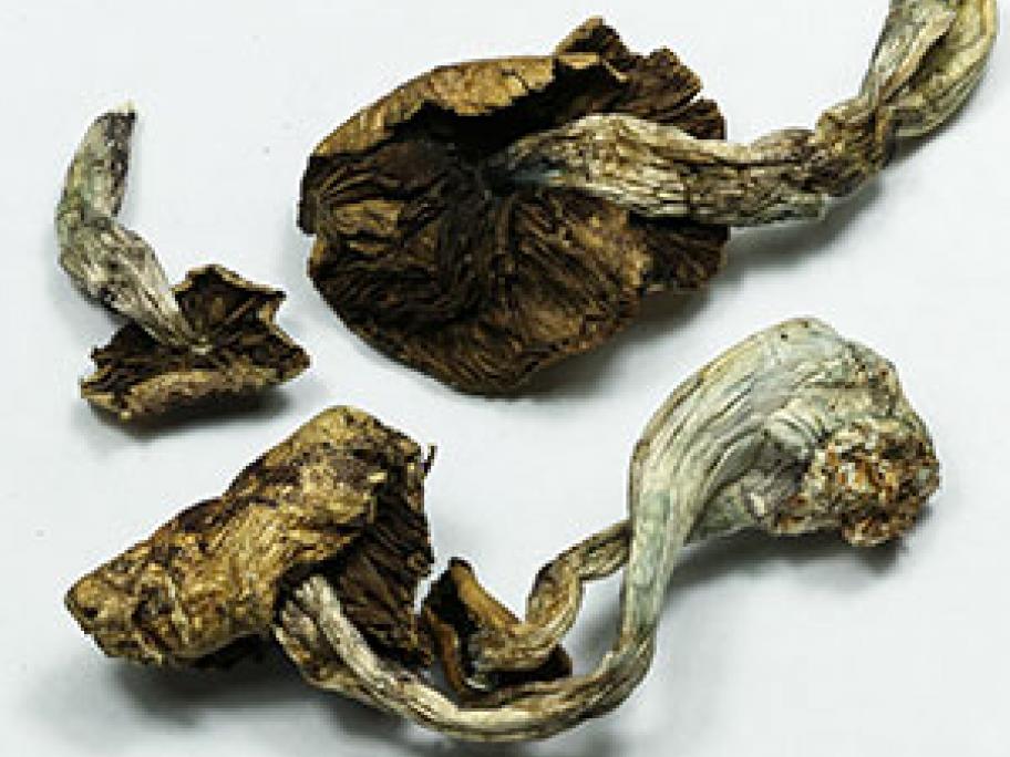 magic mushrooms