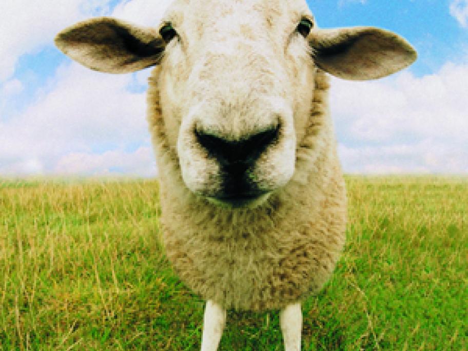 sheep