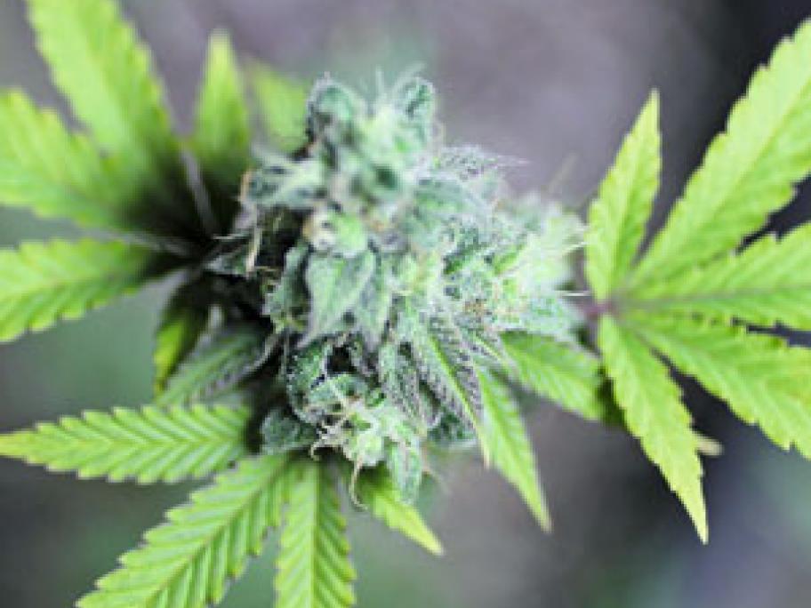 cannabis