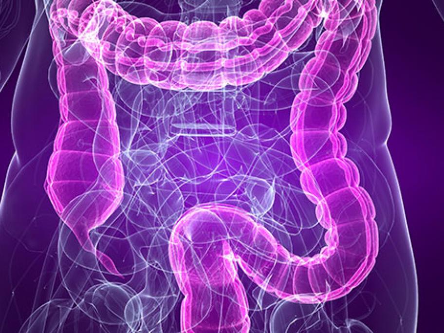 Colon