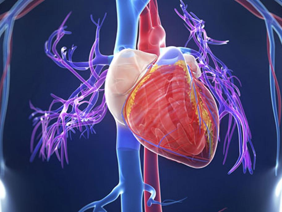 cardiology heart concept