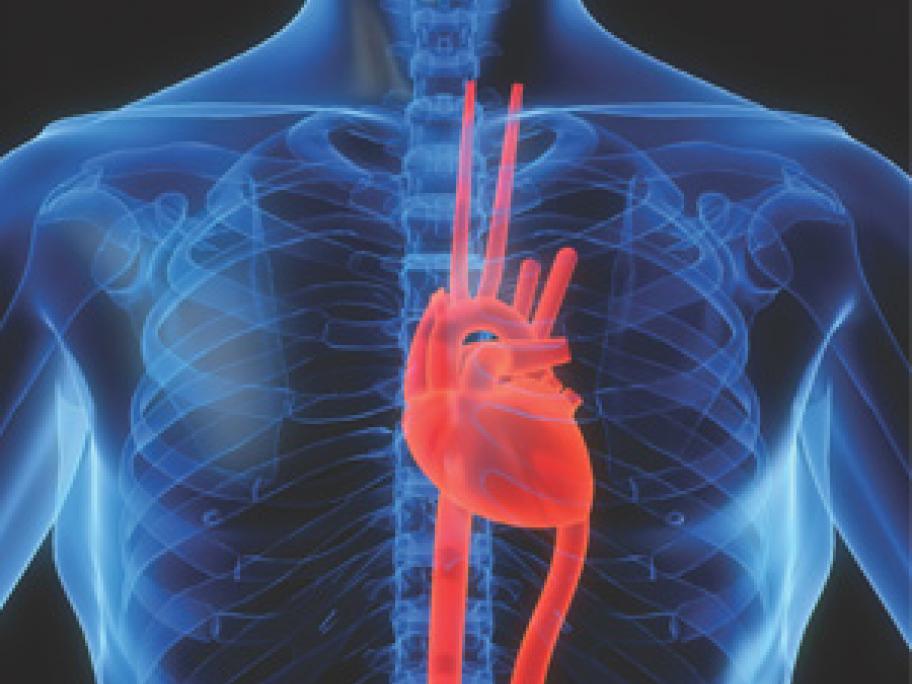 Heart