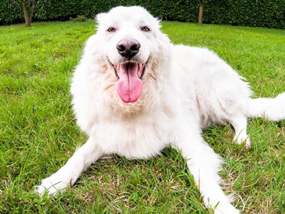 dog