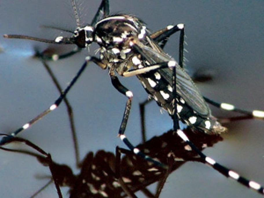 Mosquito