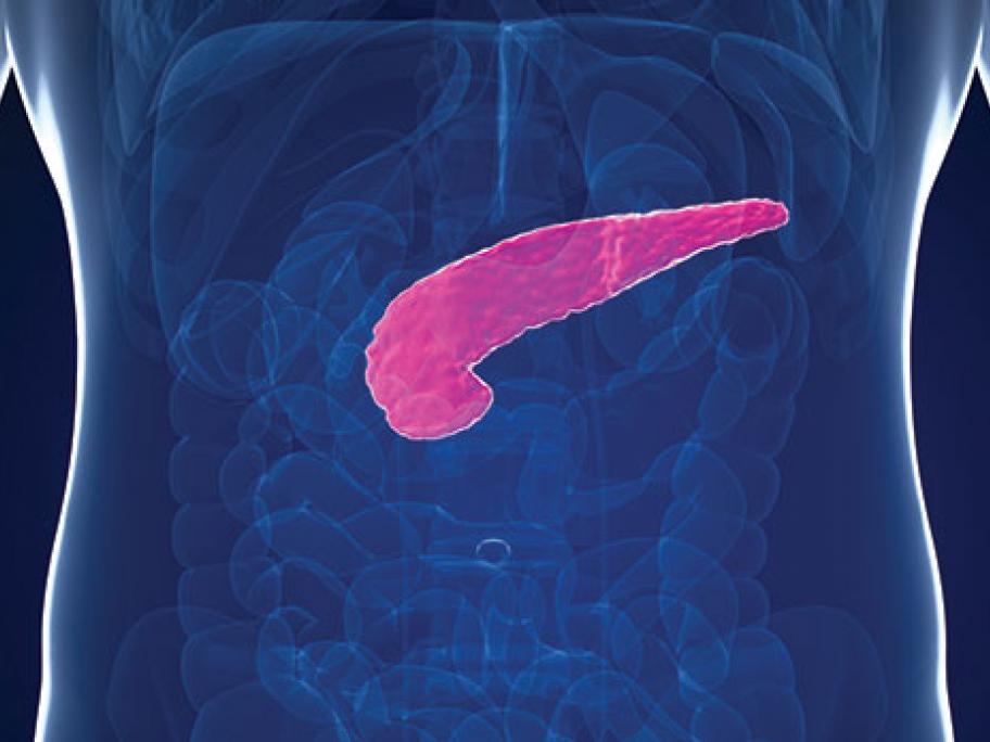 pancreas