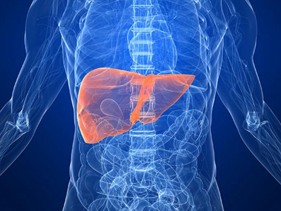 image of liver