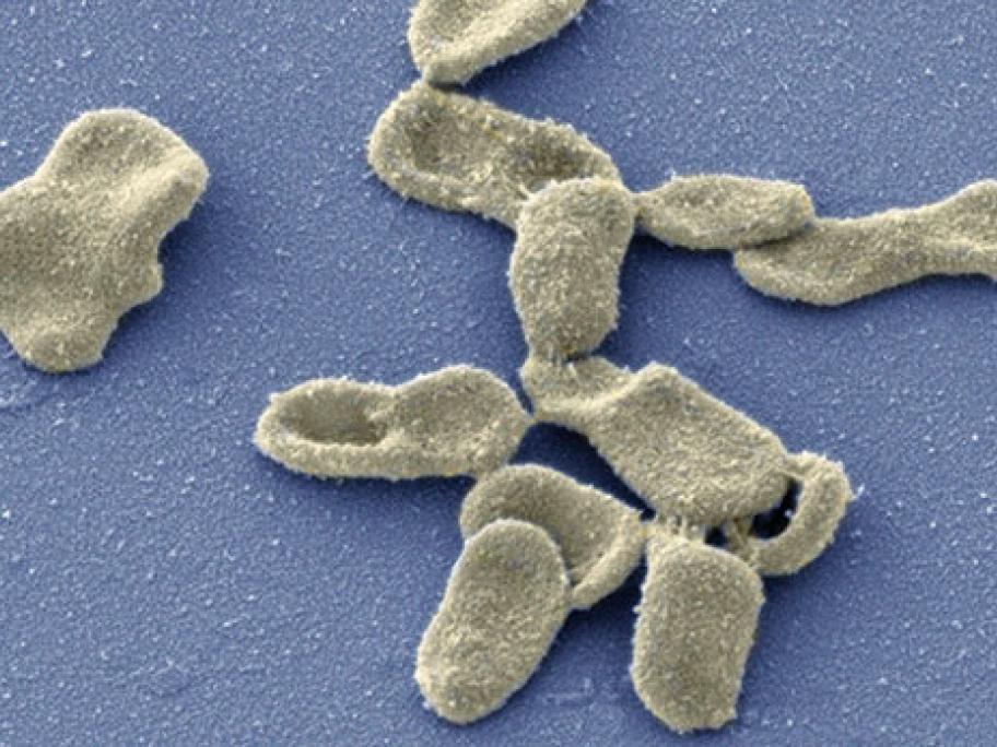 Microscopic view