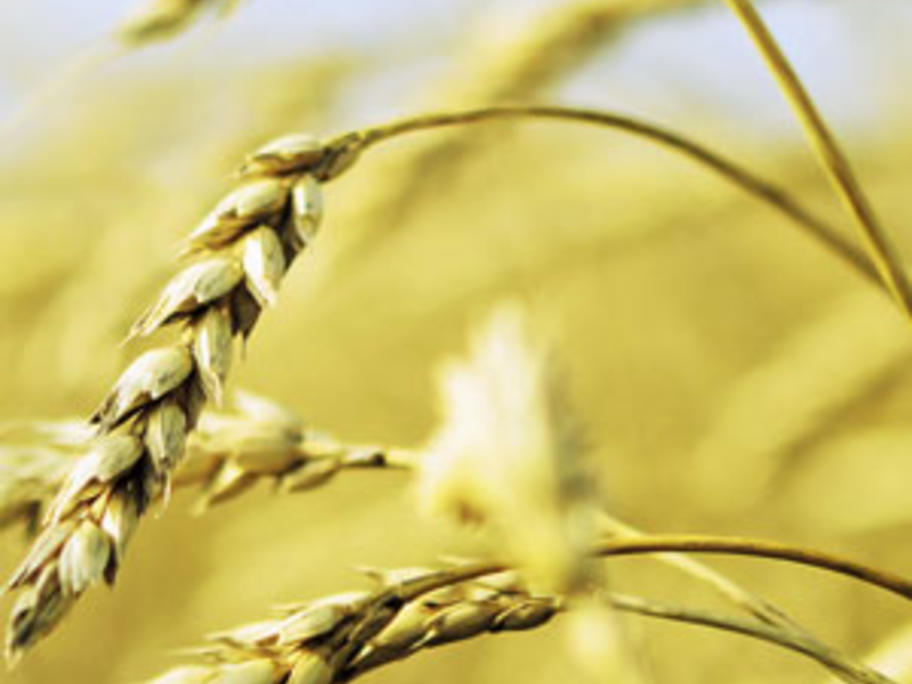wheat