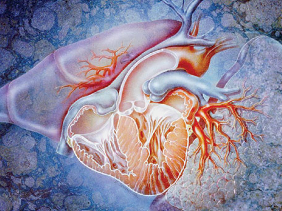 heart
