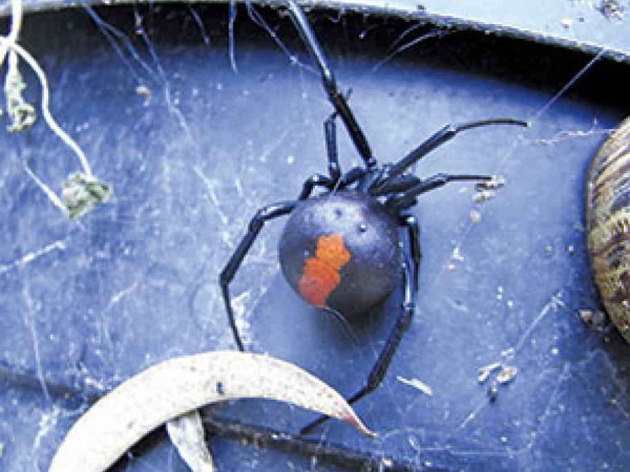spider