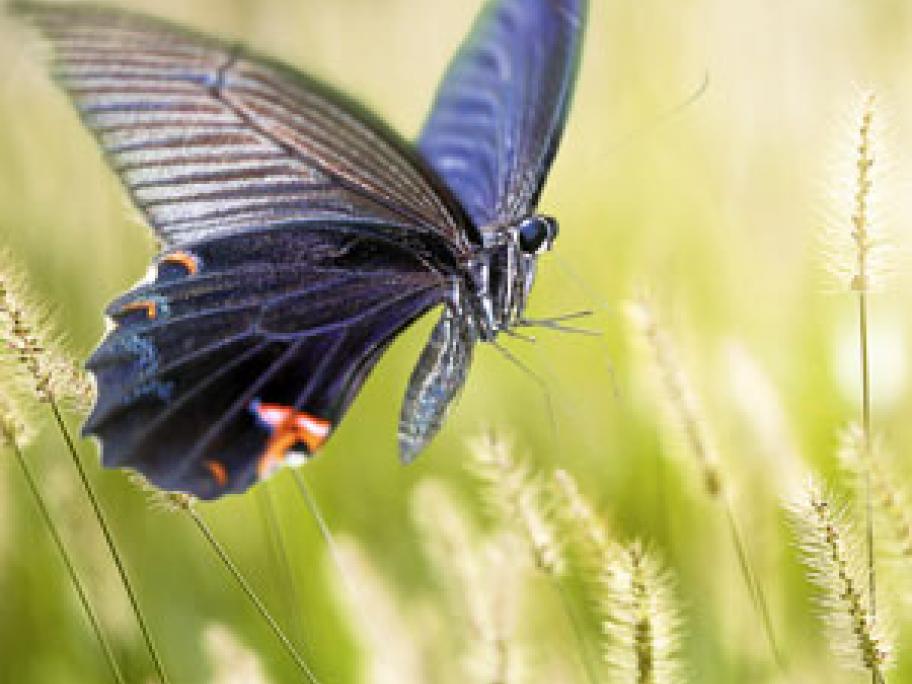 butterfly