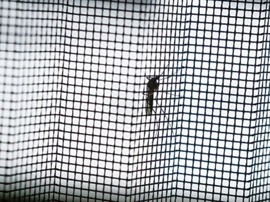 Mosquito_Net_Malaria