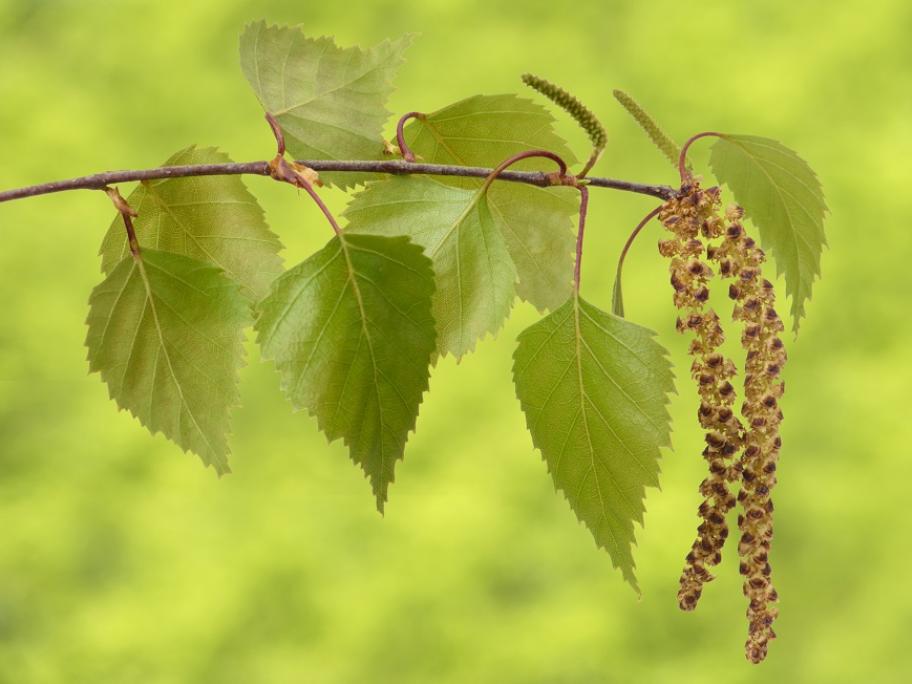 birch pollen