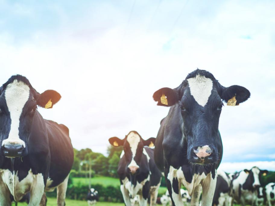 Why milk allergies need attention too