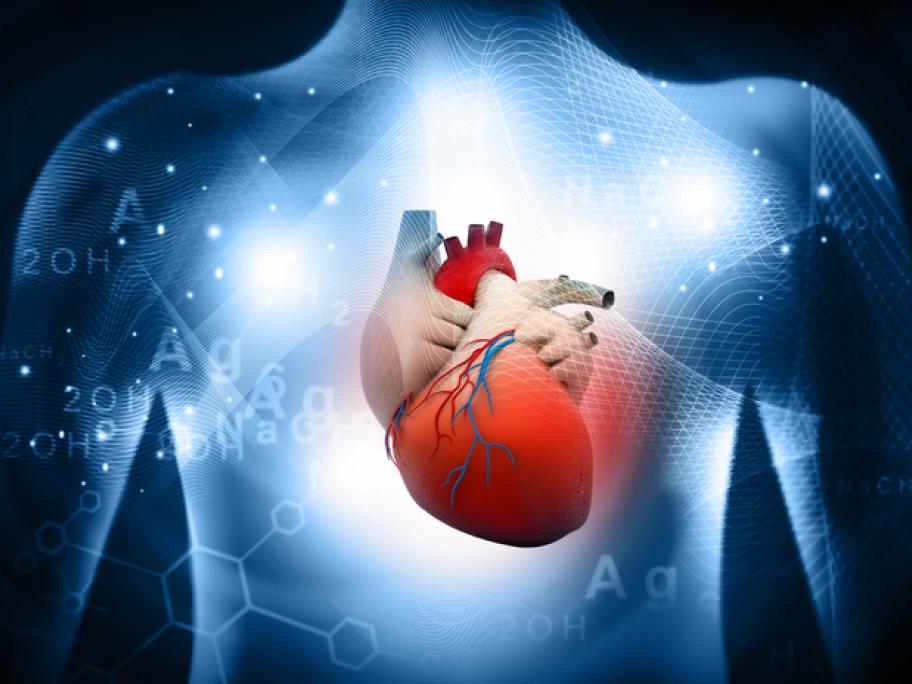 Heart