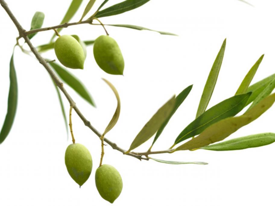 offering an olive branch