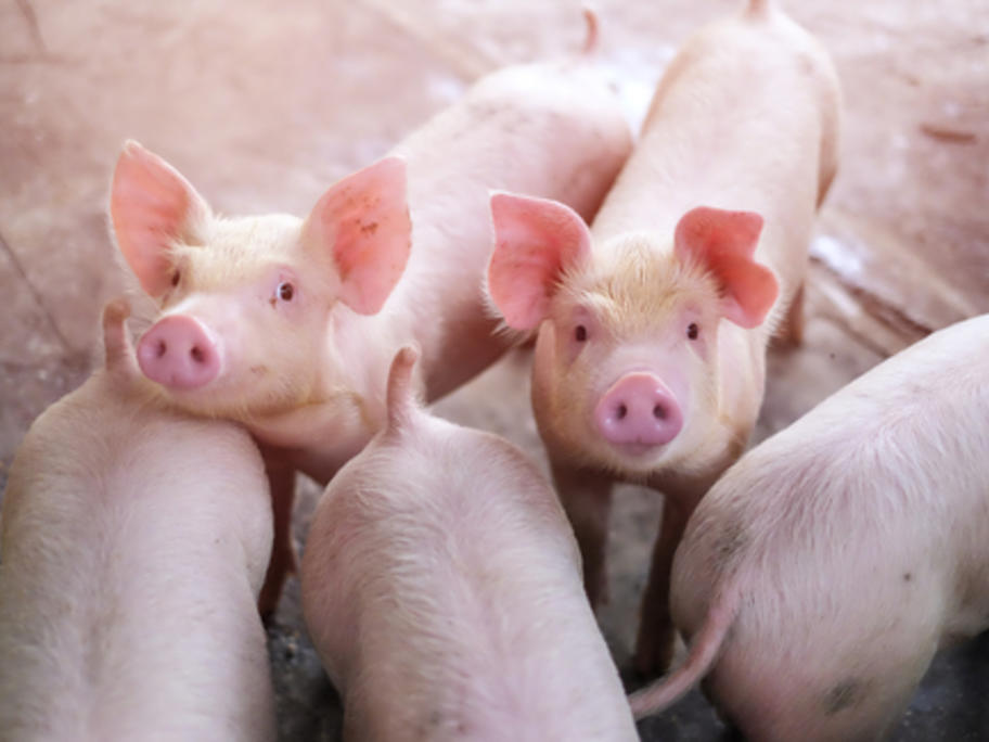 Pig flu virus
