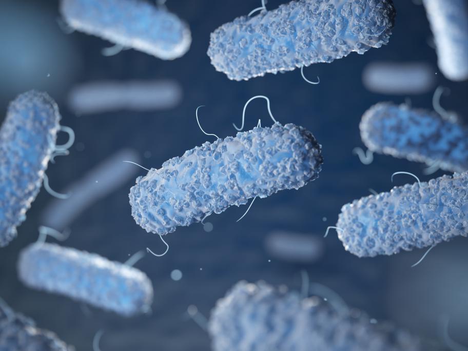 Bacteria