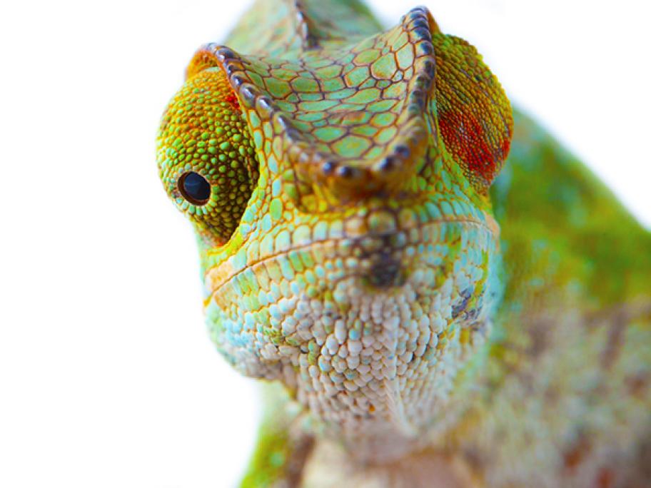 chameleon