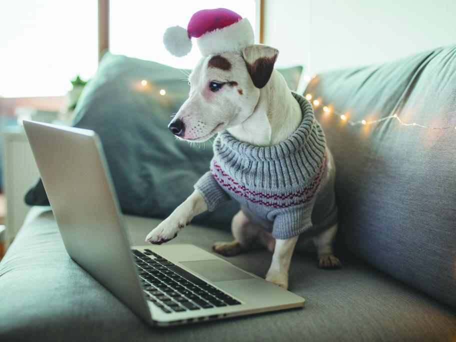 Christmas dog
