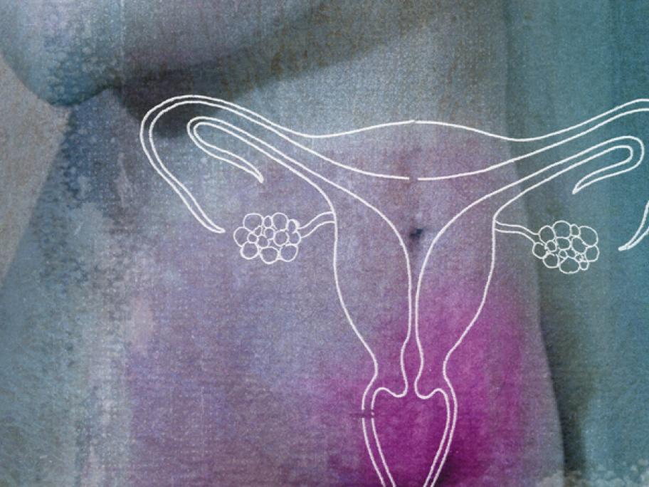 Female reproductive organs