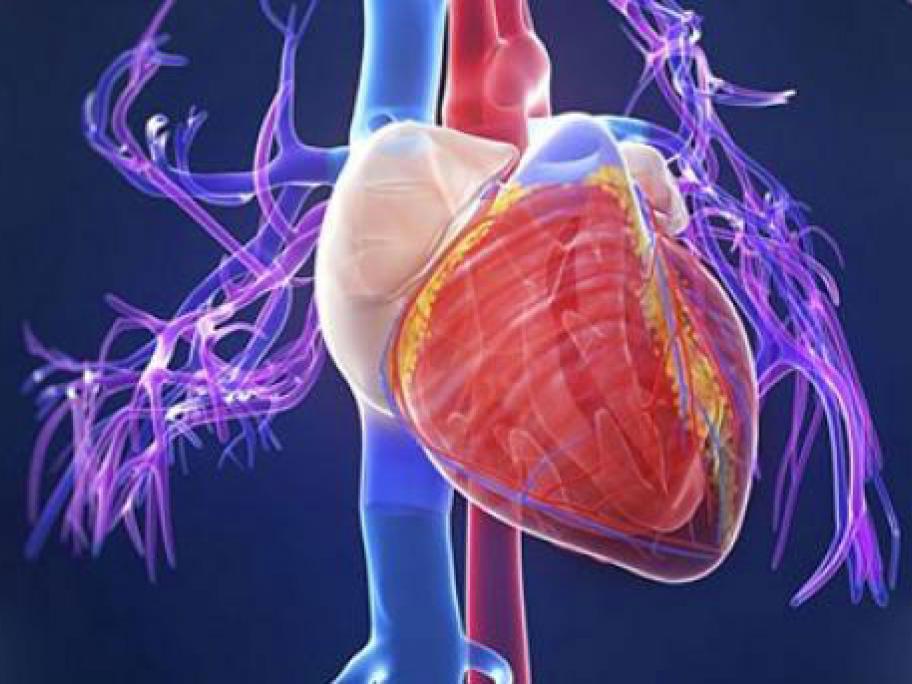 heart