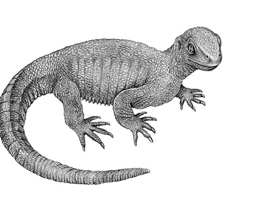 lizard