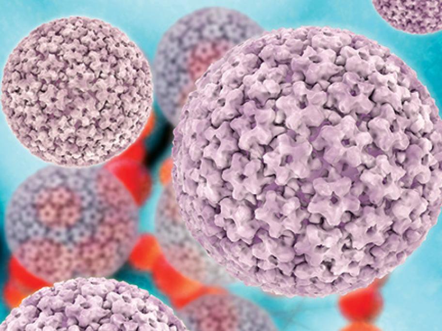 HPV virus