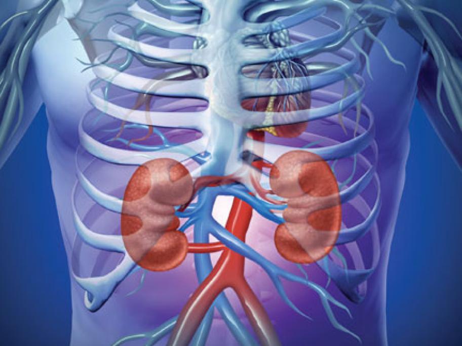 Diagram of kidneys in the chest
