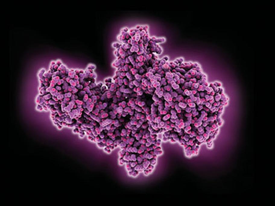 Botulinum toxin A